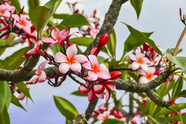 粉色Plumeria图片下载