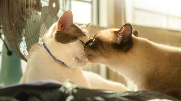 两只猫相亲相爱，用舔毛的方式打扫卫生。图片下载