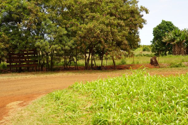 考艾岛上的一个红粘土农场图片下载