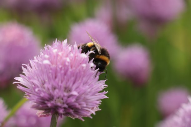 大黄蜂图片下载