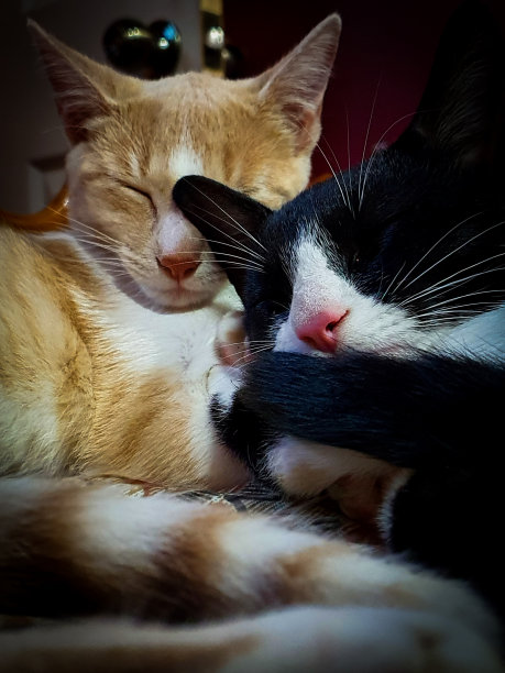 沉睡的猫图片下载