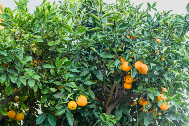 在加利福尼亚的收获季节，一棵结出成熟果实的柑橘树近距离种在花园里图片下载