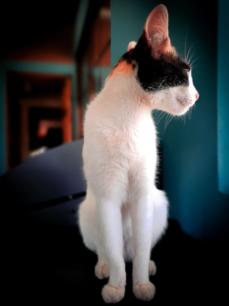 白色的猫图片下载