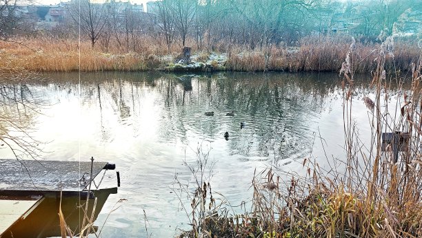 斯特格 · 阿姆 · 卡纳尔， 鸭子图片下载