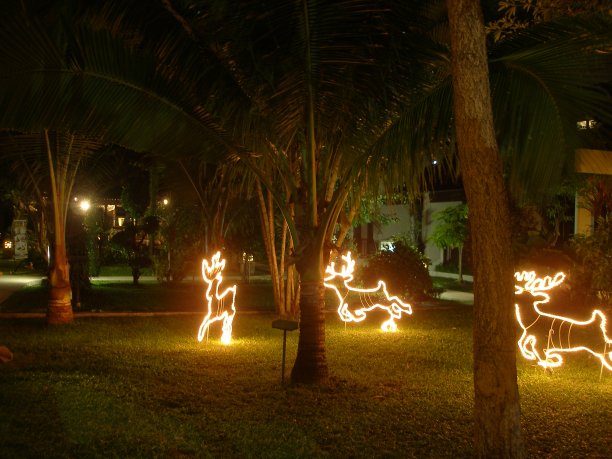 模糊的热带夜晚花园，鹿群由许多发光的灯泡花环组成图片下载