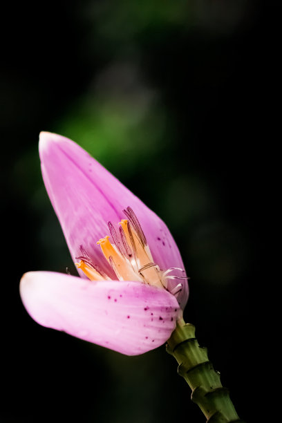 新加坡植物园iPad、iPhone、安卓高清壁纸图片下载