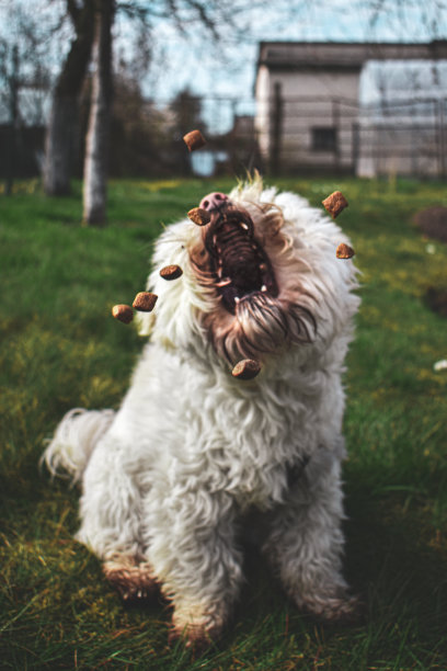 狗张开嘴抓食物图片下载