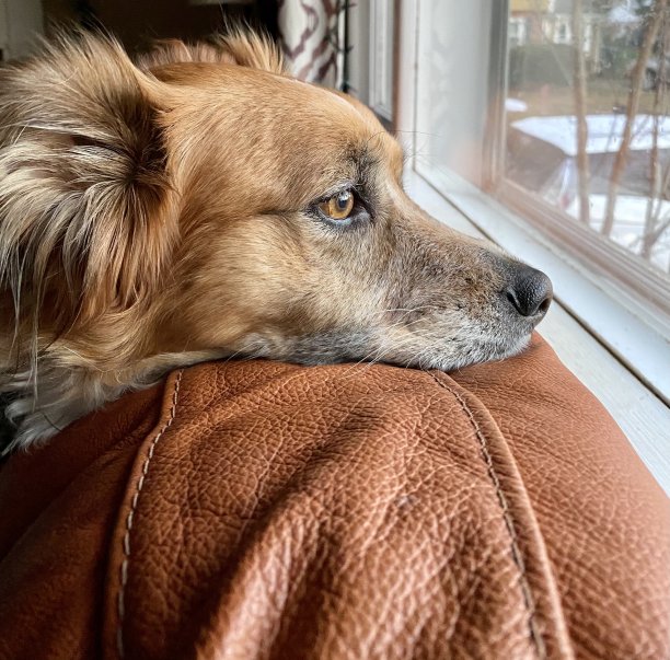 狗在户外憔悴图片下载