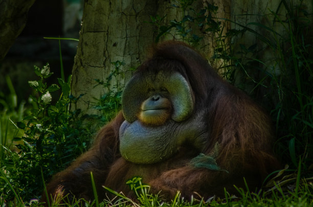 一只雄性猩猩在阴凉处图片下载