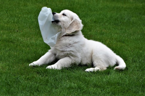 最喜欢的玩具图片下载