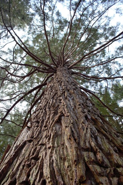 苏格兰的巨型红杉树图片下载