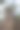 苏格兰的巨型红杉树图片下载