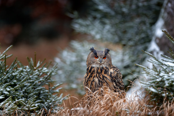 欧亚鹰鸮，Bubo Bubo，坐在树干上，野生动物照片在森林与橙色的秋天，德国。32、鸟在林中，野生自然界第一雪。图片下载