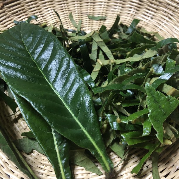 枇杷叶图片下载