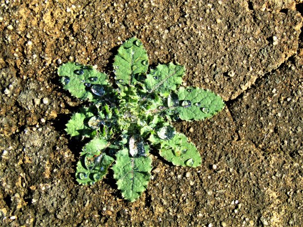 生活无处不在。混凝土路上的小工厂。雨后。图片下载