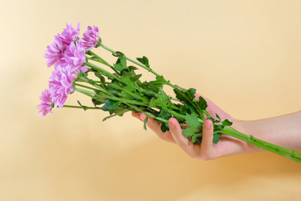 黄色背景上的女性手里捧着一束菊花。天然化妆品，手部护理产品。图片下载