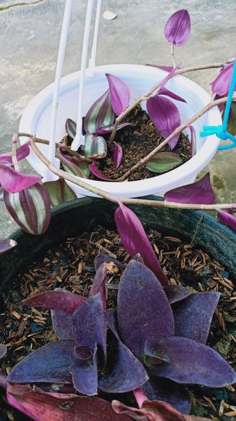 紫色的植物图片下载