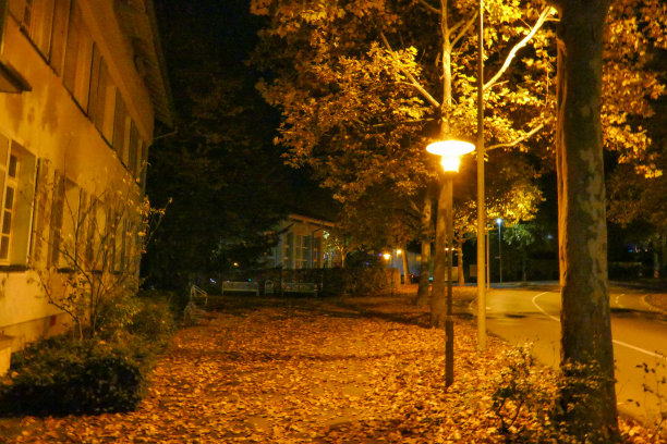 秋天里一个黄色的夜晚图片下载