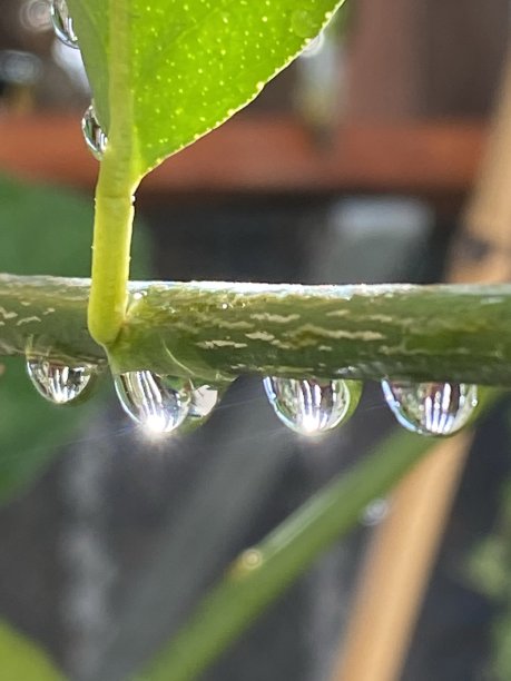 雨后，水滴在酸橙树枝上图片下载