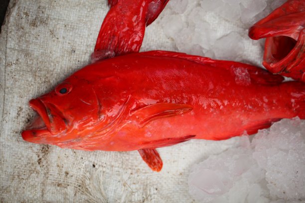 斯里兰卡本地市场的新鲜热带海鱼图片下载