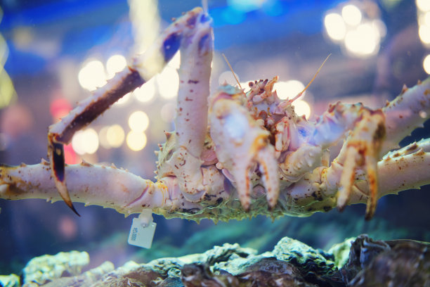 大蟹与标签在鱼餐厅水族馆海鲜图片下载