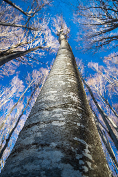 山毛榉树在冬季有蓝天图片下载