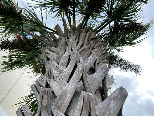 大棕榈树图片下载