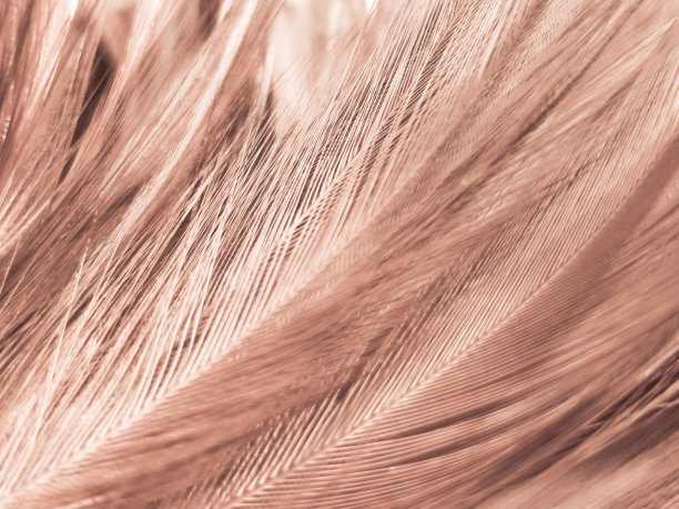 美丽的抽象橙色羽毛在黑暗的背景，柔软的棕色羽毛纹理在图案背景，黄色羽毛背景，爱情主题，情人节图片下载