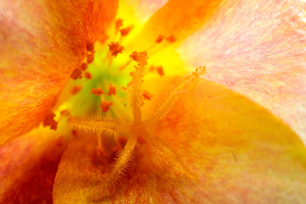 彩色微距照片的办公室时间花与花粉和花药。图片下载