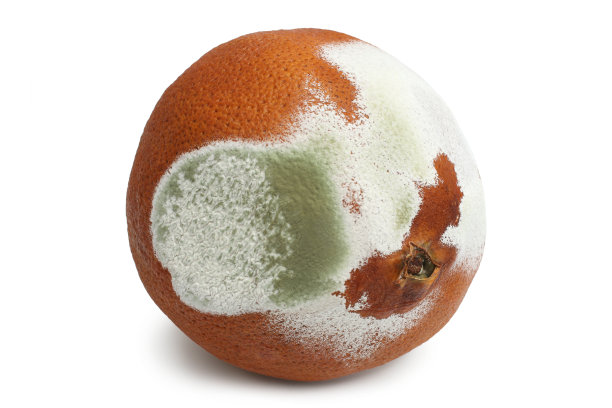 腐烂发霉的橙子图片下载