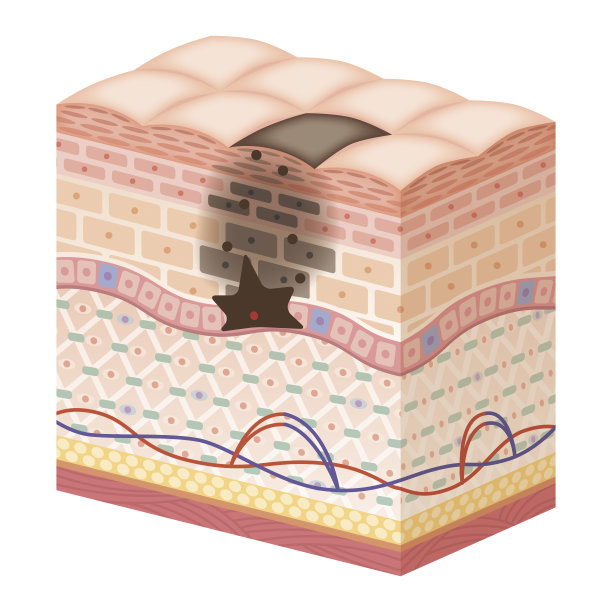 皮肤横截面9无评论图片下载