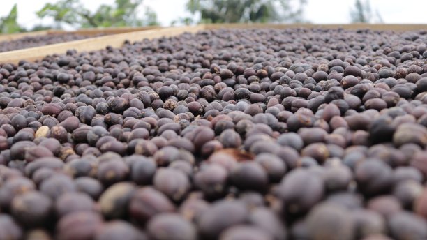 咖啡豆图片下载