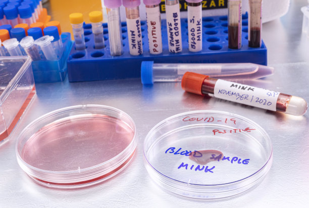 科学家在实验室的培养皿中拿着水貂血液样本，对人类covid-19感染进行研究，概念图像图片下载