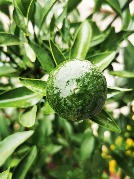 雨后的石灰图片下载