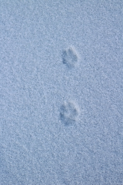 野生动物爪爪在白色的冰雪表面在野生动物图片下载