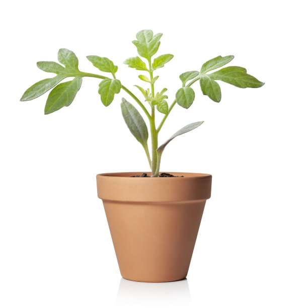 花盆中的幼苗图片下载