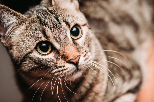 纯种成年猫，在工作室以黑色背景拍摄。库存图片图片下载