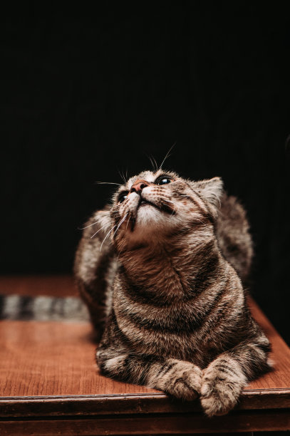 纯种成年猫，在工作室以黑色背景拍摄。库存图片图片下载
