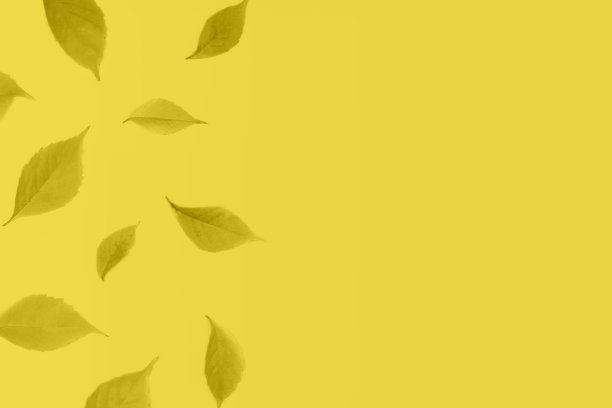 框架与秋叶色调在时尚的照明黄色2021图片下载