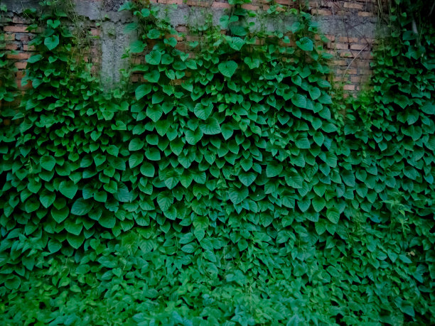 红砖墙和绿色的叶子植物生长在上面图片下载