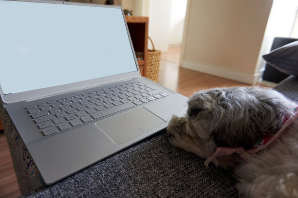 家庭办公室:狗在笔记本电脑前图片下载