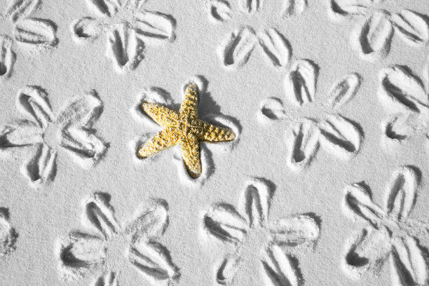 海星模式图片下载