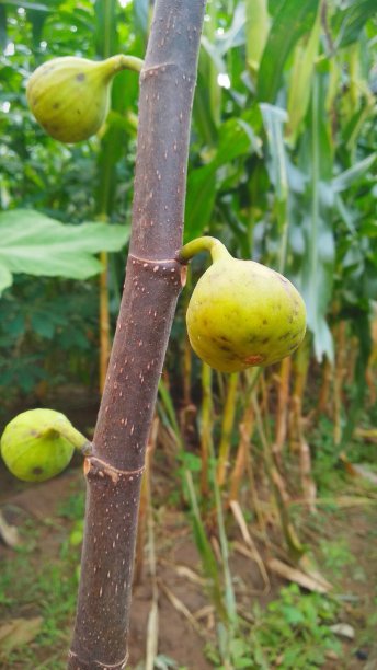 三个无花果图片下载