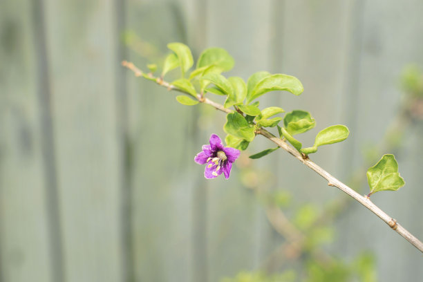 在它的枝条上的枸杞莓的紫罗兰小花图片下载