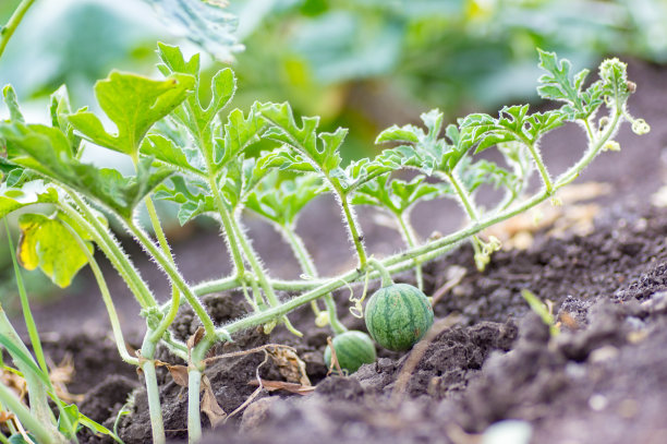 农民手中的小绿条纹西瓜的特写。图片下载