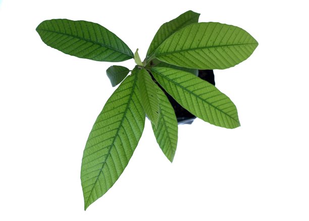 减少工厂图片下载