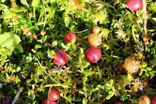 近距离观察夏季在巴伐利亚沼泽地区的蔓越莓图片下载