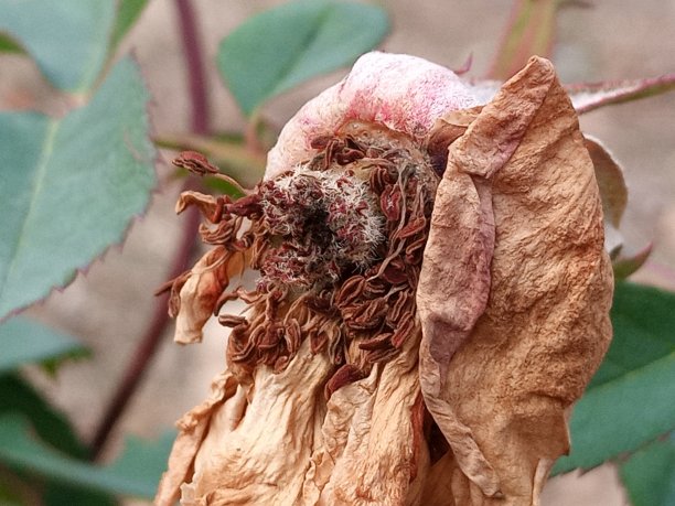 秋天的一朵花图片下载