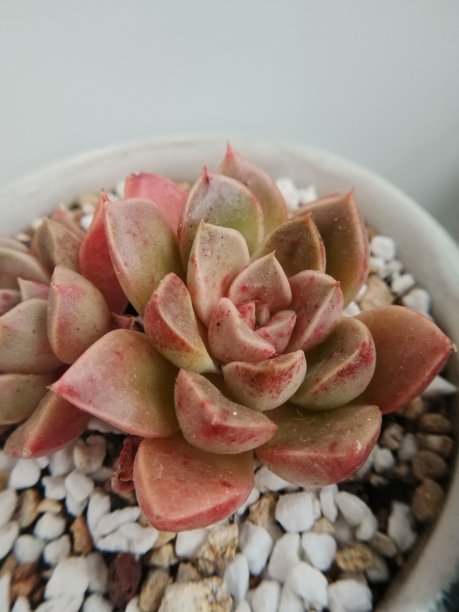 韩国一种多肉植物，叫做“桑椹”图片下载