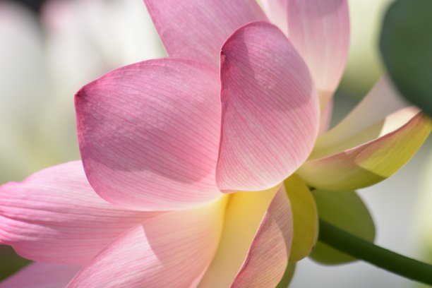 光和影图片下载